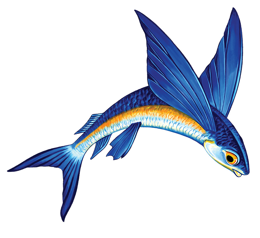 Flying Fish A Porcelain Pool Mosaic by Custom Mosaics, Inc. | PORC-FF13 -  Blue Water Pool Mosaics